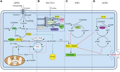Ferroptosis increases obesity: Crosstalk between adipocytes and the neuroimmune system